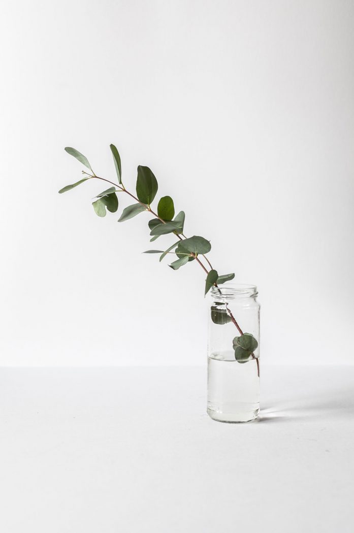 Antibacterial eucalyptus leaf in glass of water
