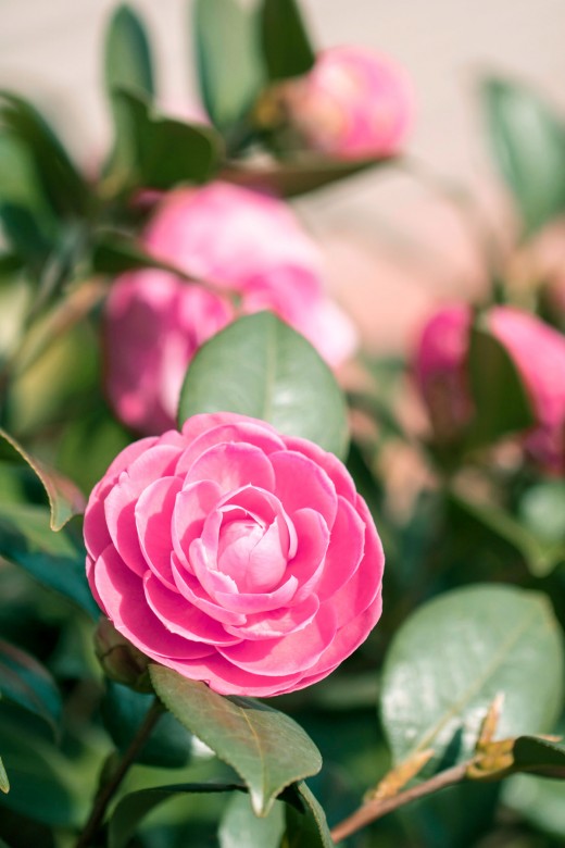 The Japanese camellia flower which is used to make antioxidant-rich camellia oil.
