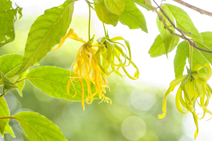 Ylang-ylang flowers