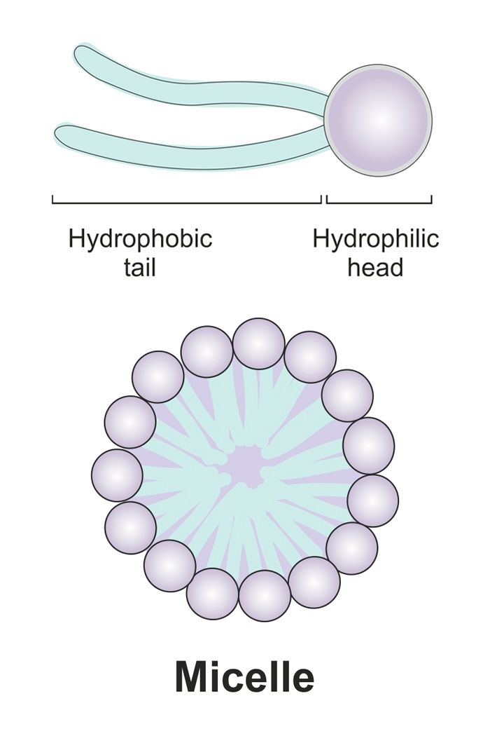 Diagram showing the structure of a micelle
