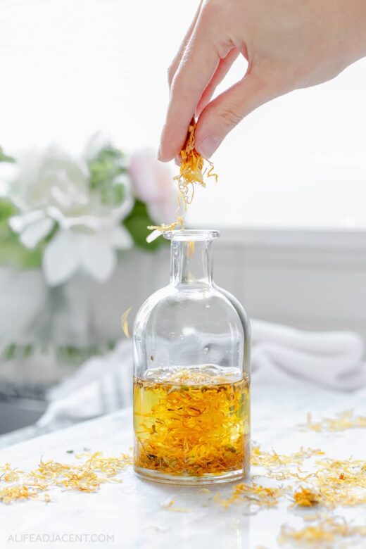 How to make calendula infused oil – placing calendula flowers into carrier oil.
